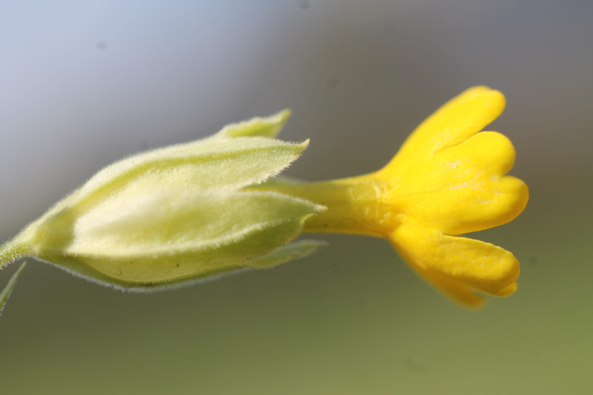Signatur: Die Einzelblüte ist in einem luftig aufgeblasenen Schlund (Nasenhöhle) hineingeschoben.
