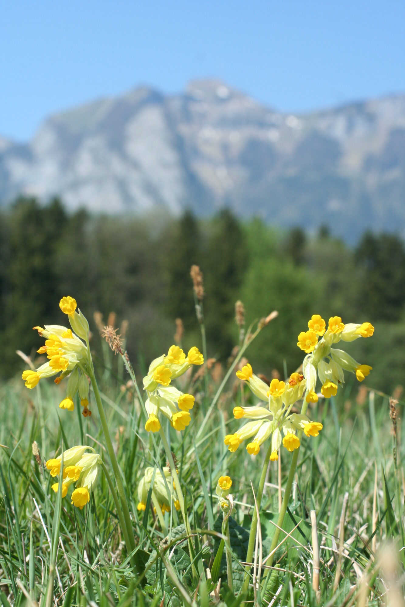 Wiesenschlüsselblume mit goldenem, duftendem Flor